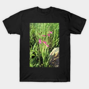 Gladiolus italicus T-Shirt